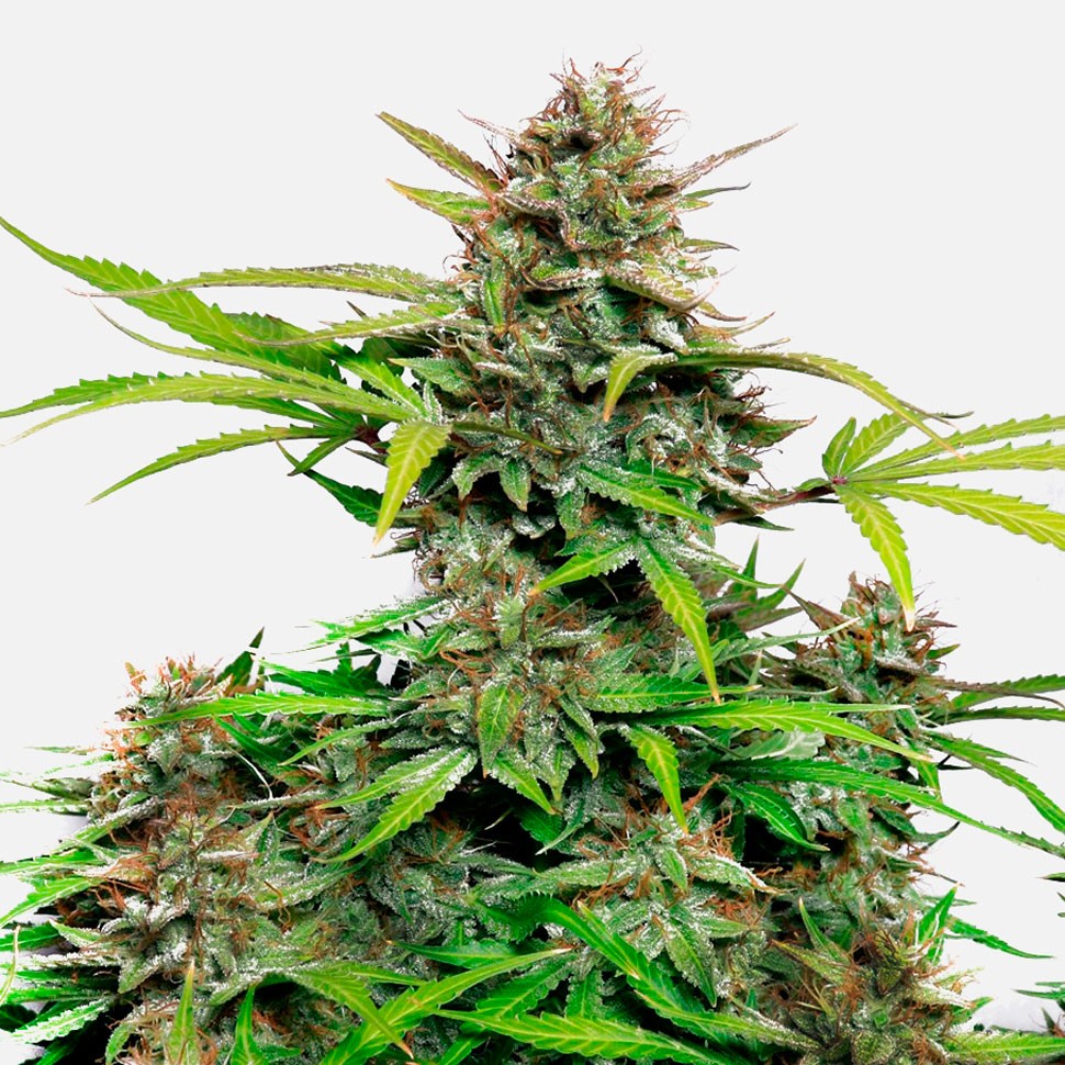 Семена каннабиса Auto Snow Queen feminised Ganja Seeds