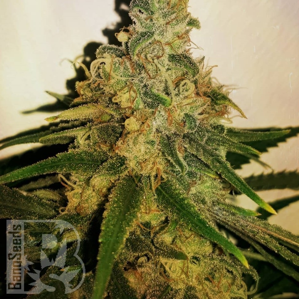 Семена ганжа  M8 feminised Ganja Seeds