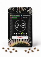 Auto Opium feminised Ganja Seeds