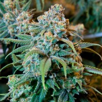 Auto Opium feminised Ganja Seeds