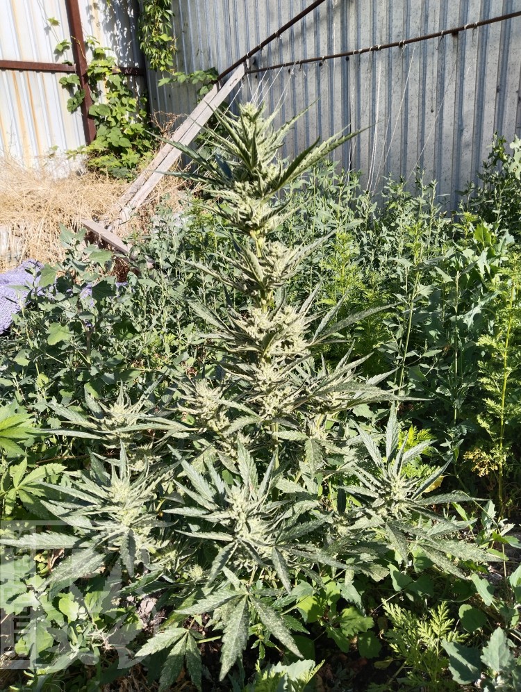 Опиум в грунт посадил 3 апреля 2025  . 18 июня созрел огонь
