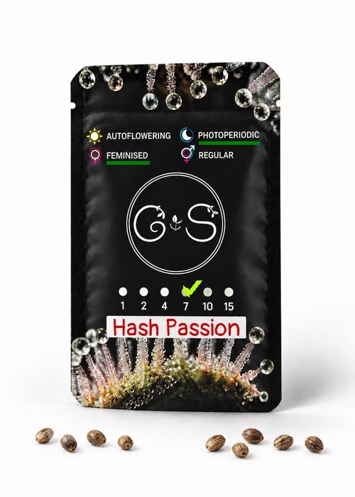 Hash Passion feminised Ganja Seeds