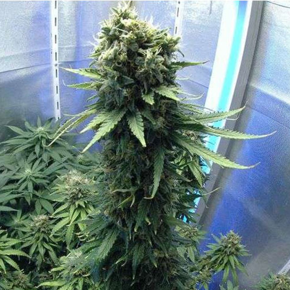 Семена ганжа Jasybay feminised Bang Seeds