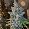 Семена конопли  Blue Gelato 41 feminised Ganja Seeds