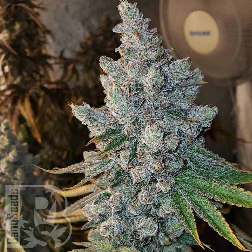 Семена конопли  Blue Gelato 41 feminised Ganja Seeds