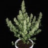 Семена каннабиса  Auto Alakol feminised Bang Seeds
