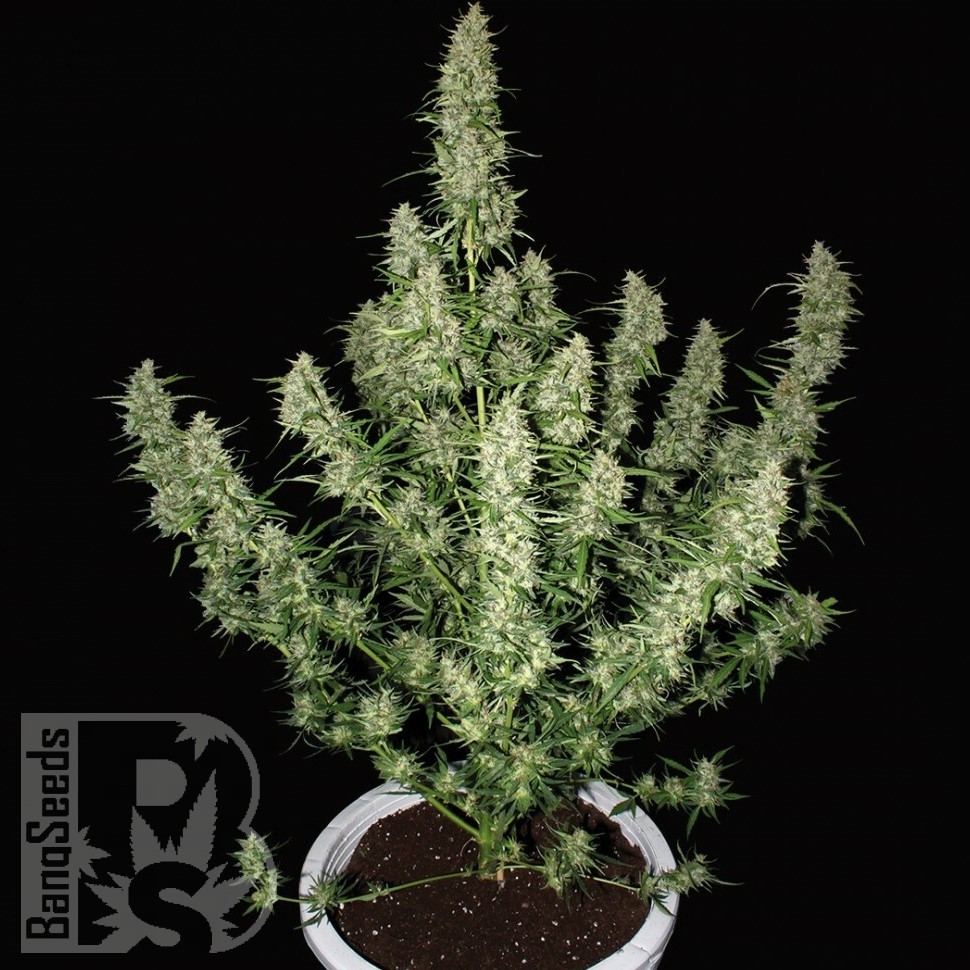 Семена каннабиса  Auto Alakol feminised Bang Seeds