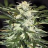 Семена каннабиса  Auto Alakol feminised Bang Seeds