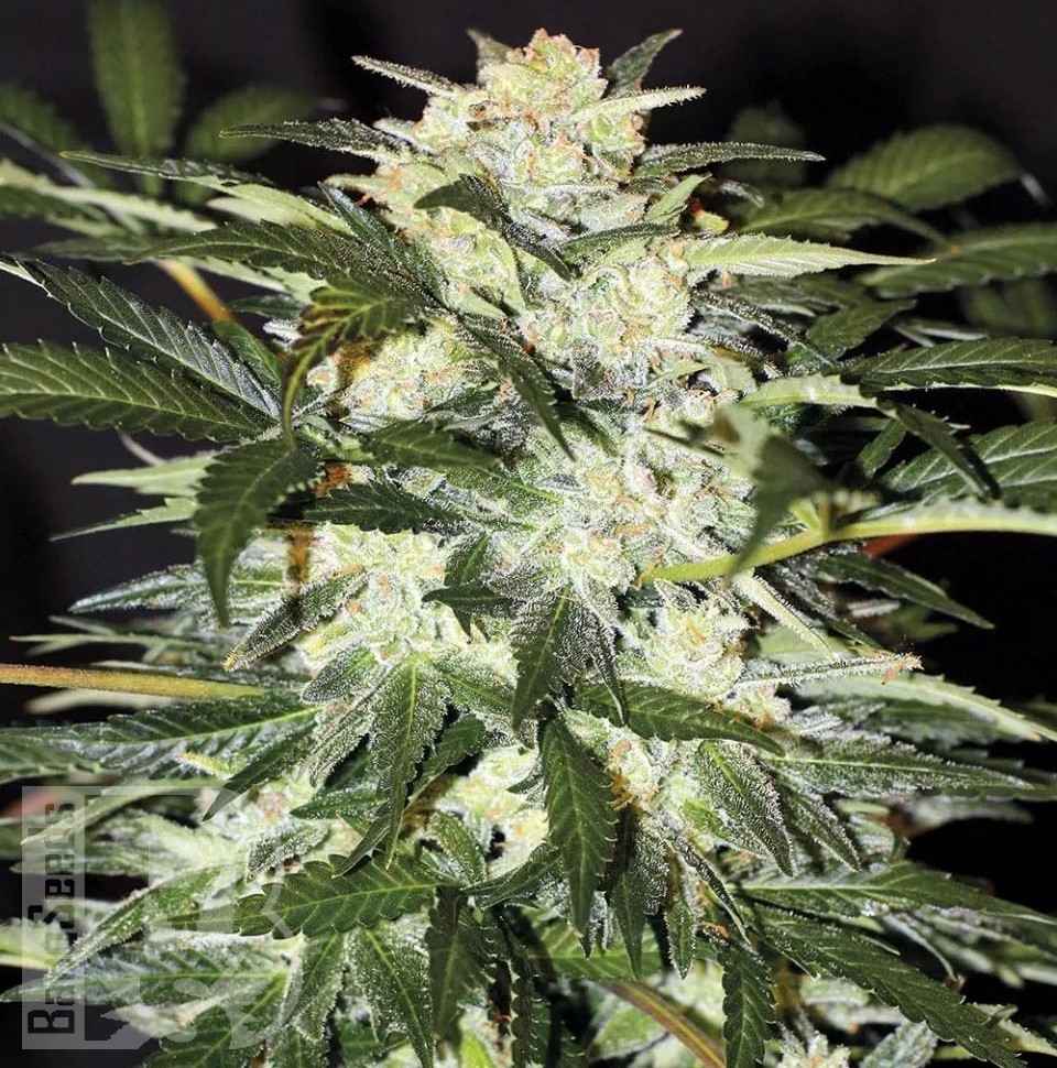 Семена каннабиса  Auto Alakol feminised Bang Seeds