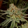 Karakum feminised Bang Seeds