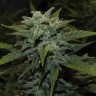 Семена конопли  Karakum feminised Bang Seeds