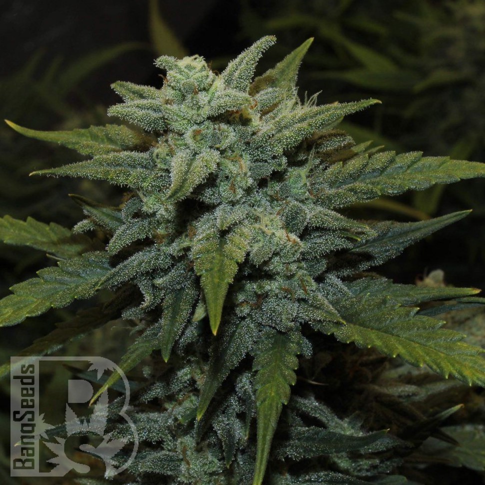 Семена конопли  Karakum feminised Bang Seeds