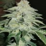 Семена конопли  Karakum feminised Bang Seeds