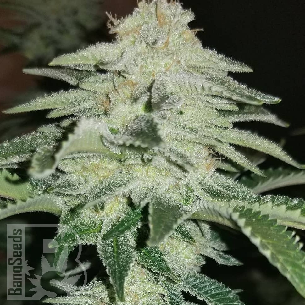 Семена конопли  Karakum feminised Bang Seeds