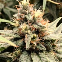 Семена Mandarine feminised Ganja Seeds