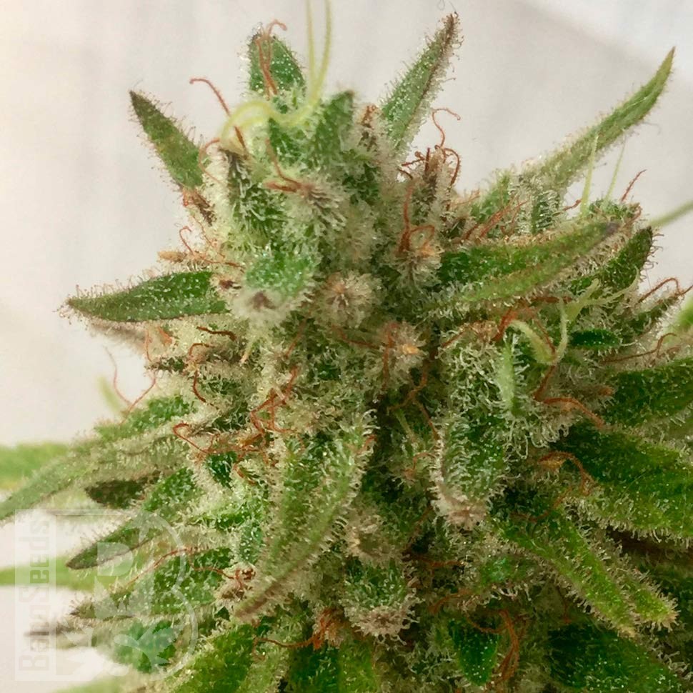 Семена марихуаны  Семена Mandarine feminised Ganja Seeds