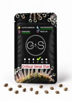 Critical Sensi Star feminised Ganja Seeds