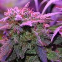 Critical Sensi Star feminised Ganja Seeds