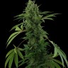 Семена марихуаны  Karasora feminised Bang Seeds
