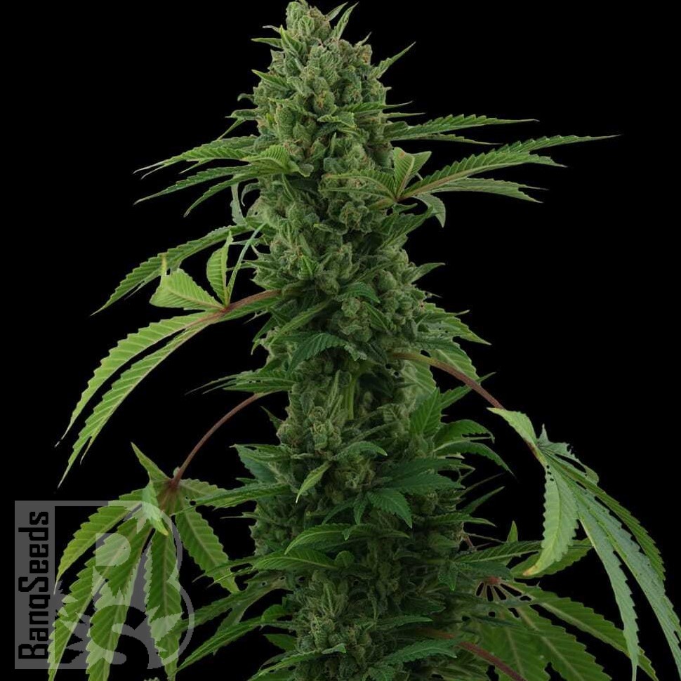 Семена марихуаны  Karasora feminised Bang Seeds