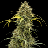 Семена марихуаны  Karasora feminised Bang Seeds