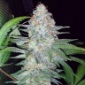 Семена марихуаны  Karasora feminised Bang Seeds