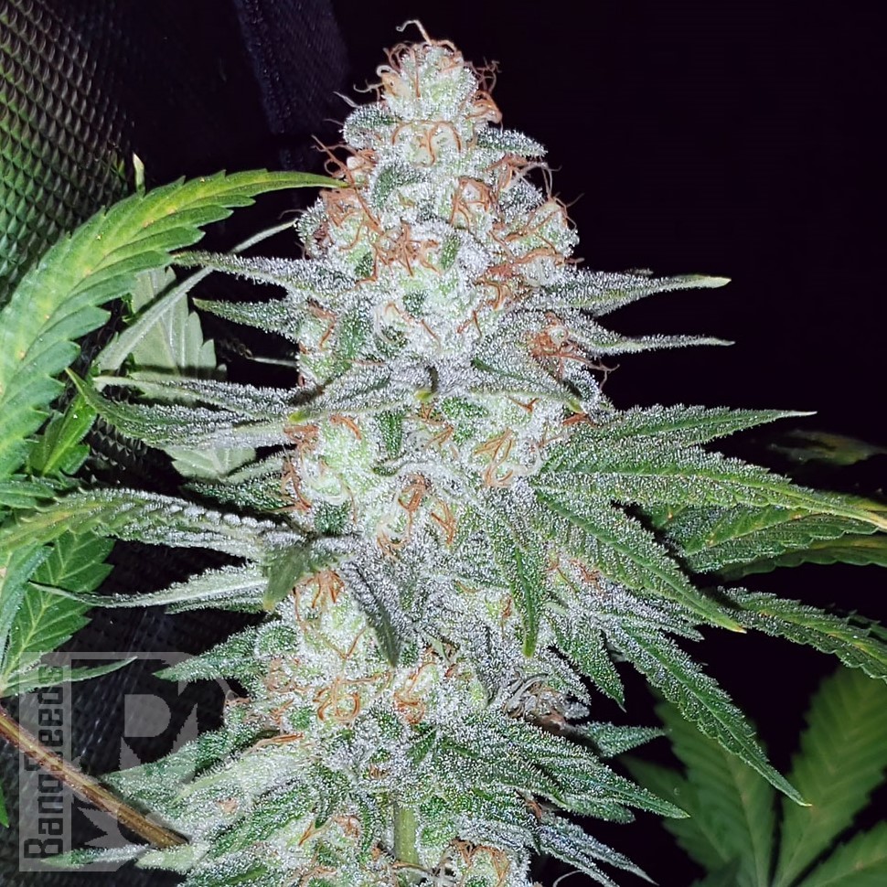 Семена марихуаны  Karasora feminised Bang Seeds