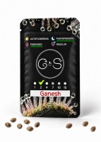 Ganesh feminised Ganja Seeds
