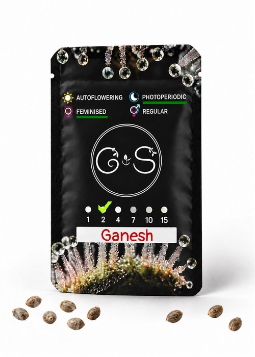 Ganesh feminised Ganja Seeds
