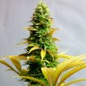 Critical CBG feminised Ganja Seeds