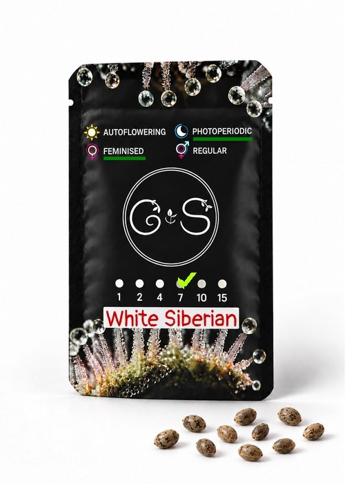 Семена  White Siberian feminised Ganja Seeds