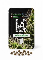 Auto Atameken feminised Bang Seeds