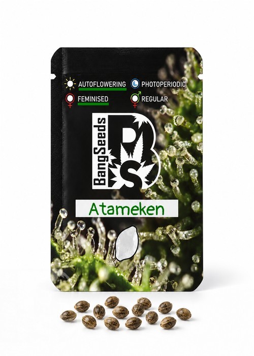 Семена конопли  Auto Atameken feminised Bang Seeds