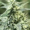 Семена конопли  Auto Atameken feminised Bang Seeds