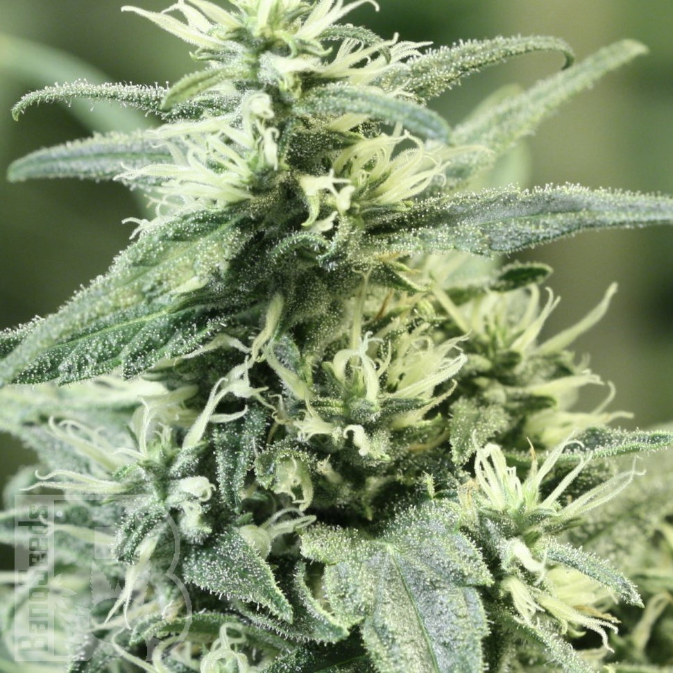 Семена конопли  Auto Atameken feminised Bang Seeds