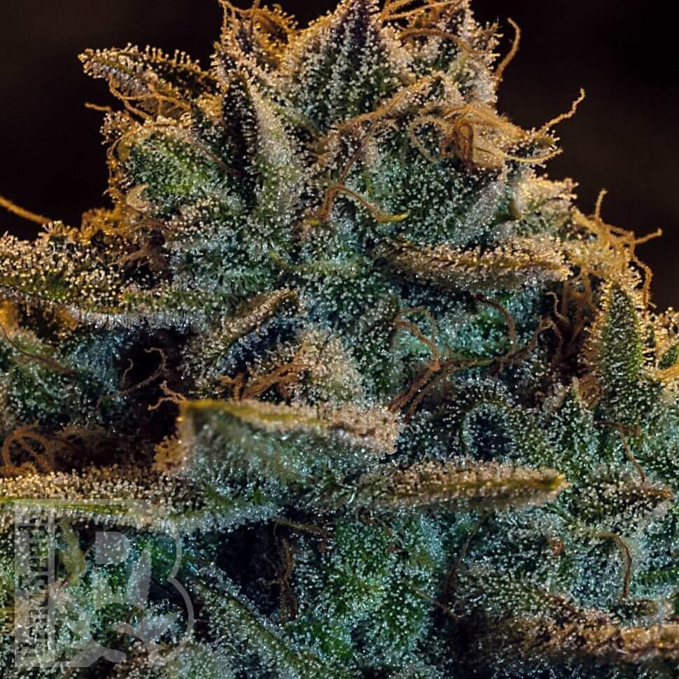 Семена конопли  Auto Atameken feminised Bang Seeds