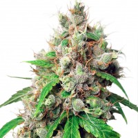 Auto Euforia feminised Ganja Seeds
