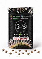 Auto Blue Mazar feminised Ganja Seeds