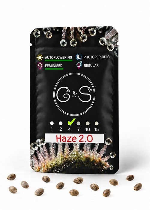 Семена  Auto Haze 2.0 feminised Ganja Seeds