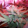 Auto Haze 2.0 feminised Ganja Seeds