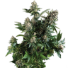 заказ семян конопли White Widow feminised