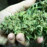 где заказать семена конопли White Widow feminised