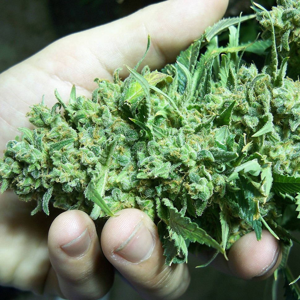 где заказать семена конопли White Widow feminised