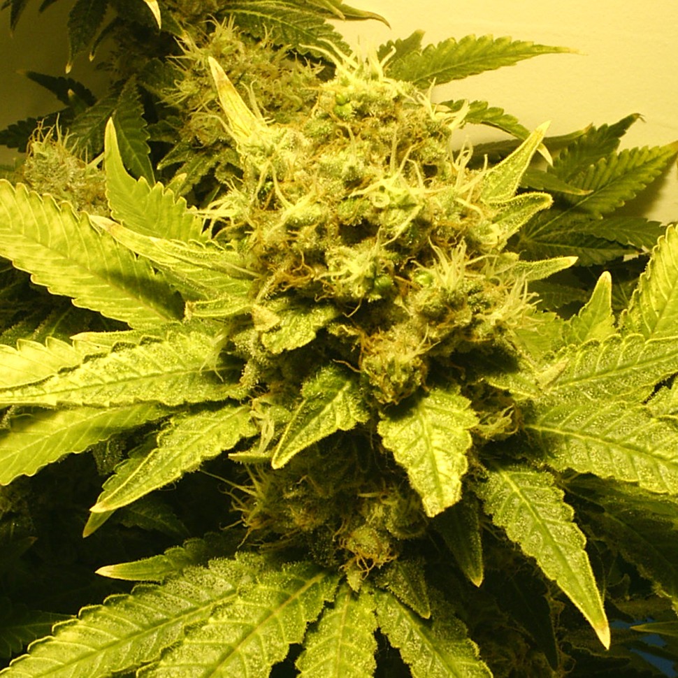 заказать на сайте семена конопли White Widow feminised