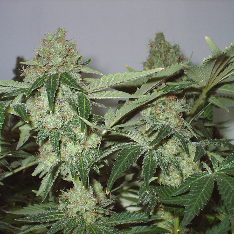 где можно заказать семена конопли White Widow feminised