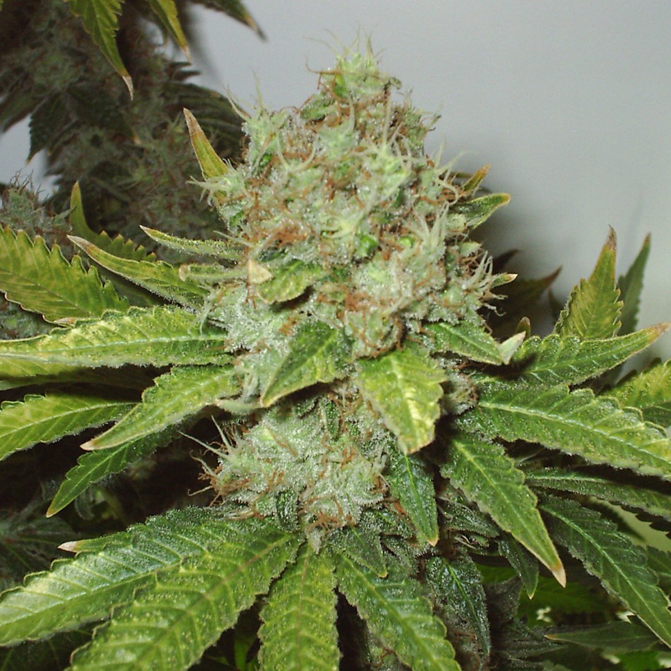 купить семена конопли White Widow feminised