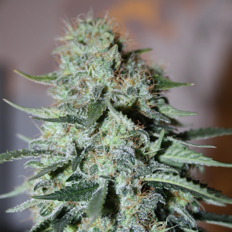 купить семена конопли в Украине White Widow feminised