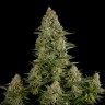 купить семена конопли недорого White Widow feminised