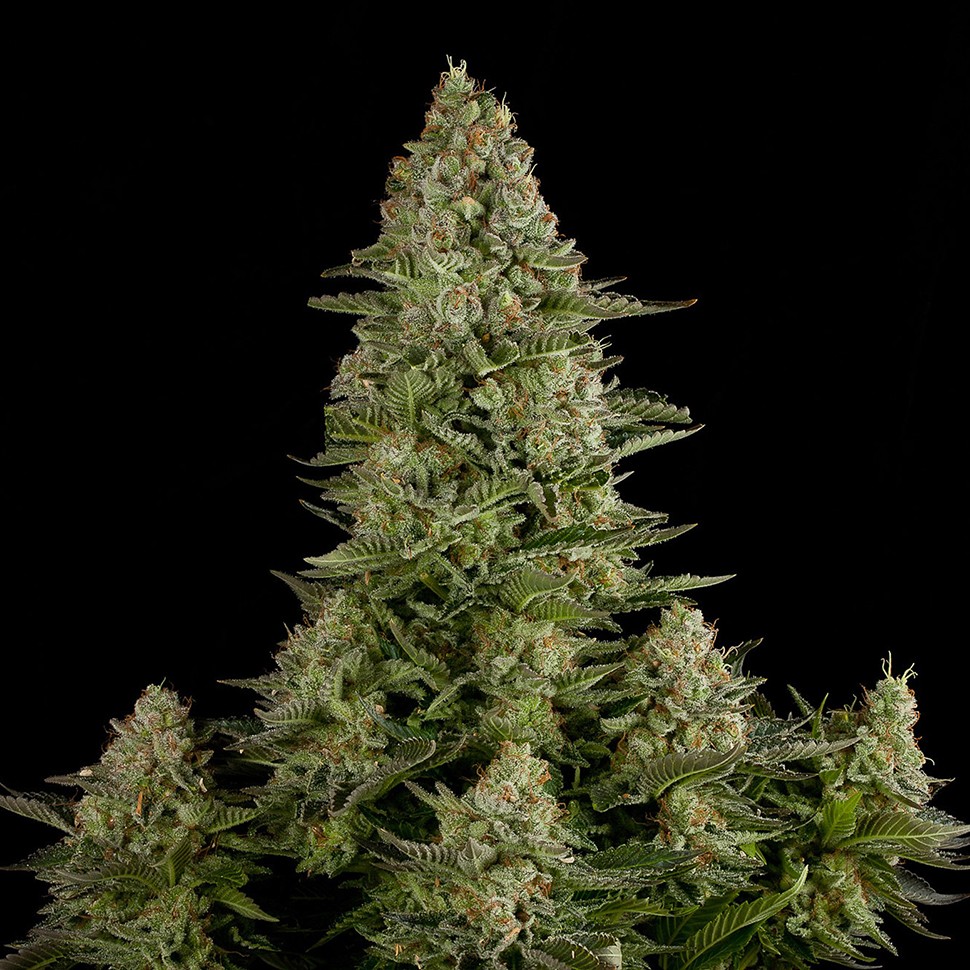 купить семена конопли недорого White Widow feminised