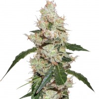 White Widow feminised Ganja Seeds